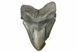 Giant, Fossil Megalodon Tooth - South Carolina #176147-1